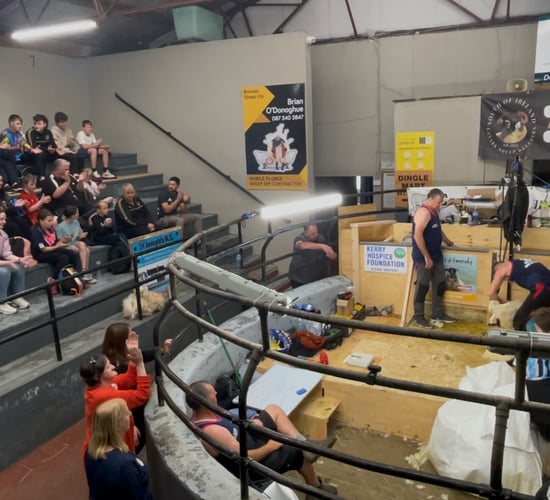 Watch: 50 hour sheep shearing challenge underway in Kerry