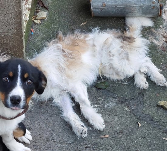 Couple who neglected dogs jailed, banned from keeping animals