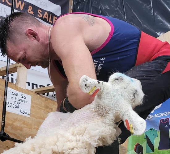 Watch: Kerry farmer shears 2,021 sheep in 50 hours for charity