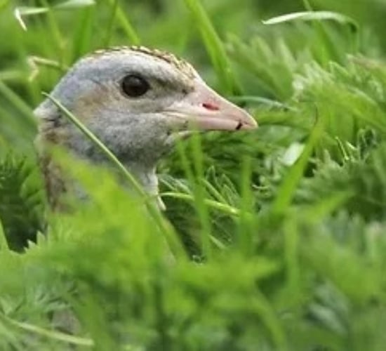 '35% increase' in corncrake numbers in last 5 years - minister