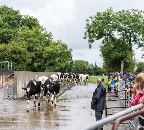 96% of Open Day visitors say farms have high animal welfare