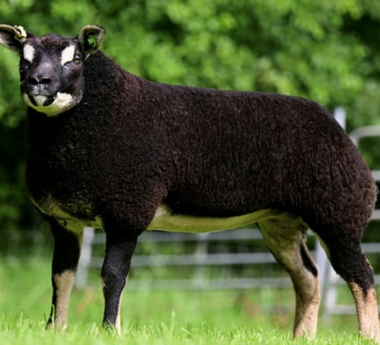 Breeder's Choice Summer Selection sale kicks off later