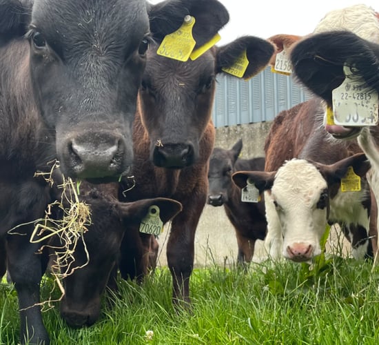 Rise in summer scour cases on dairy-beef farms in recent weeks
