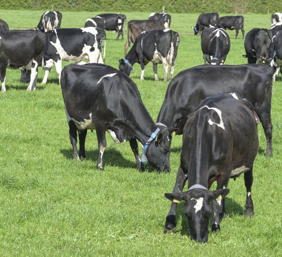 UK dairy farmers urged to take part in nationwide survey