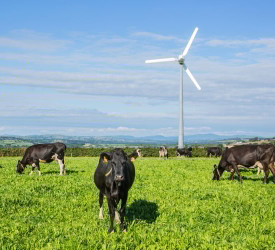 Carbery teams up with European agency to trial new methane-reducing tech