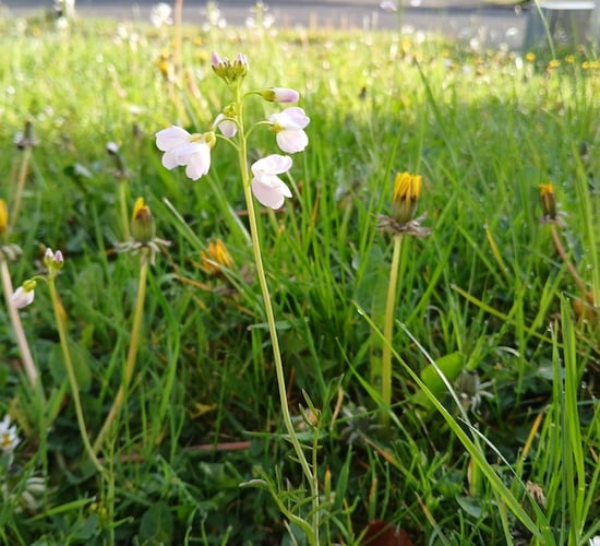 Free nature summer school to highlight Longford's wildlife treasures