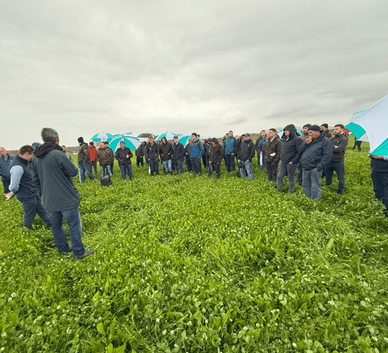 Over 70 farmers join dairy calf-to-beef farm walk