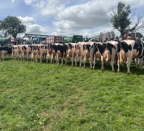 Watch: Results &amp; action from impressive Greenlea Holsteins at IHFA open day