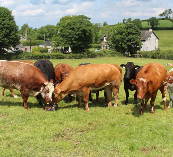 How a Co. Down farm protects its cattle from biting insects