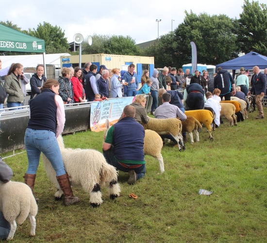 NI sheep farmers 'need parity' on financial supports available in south - breeder