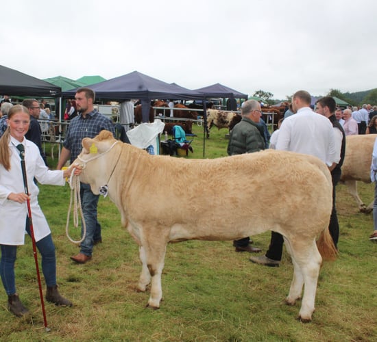 Holstein cow with 'extra ring presence' carries the day at Clogher Valley Show