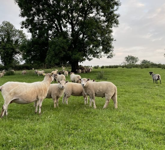 Sheep trade: Lamb prices firm to positive this week