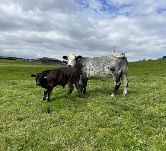 4,600 herds, 85,700 cows gone from SCEP since inception