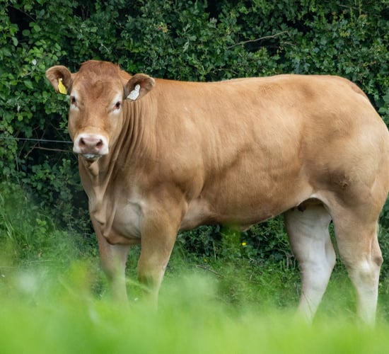 Keltic Classy Lassies return for third production sale