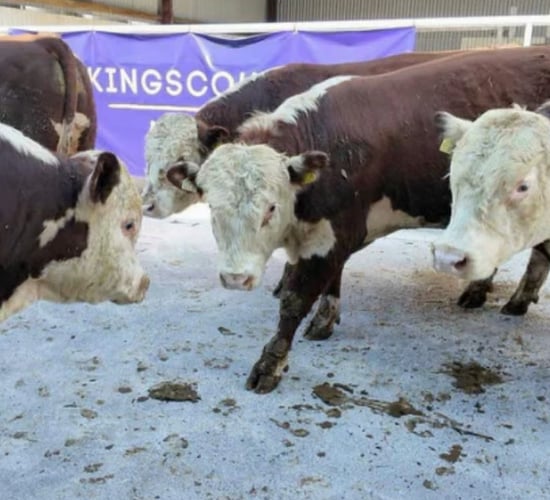 Cattle prices from first-ever TB restricted online auction