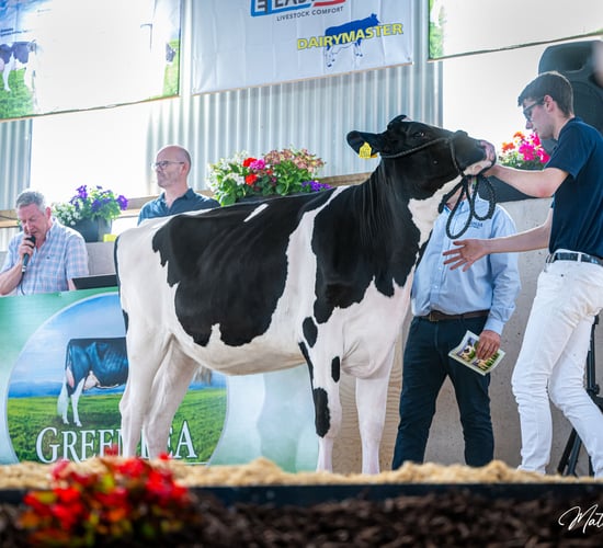 In-calf heifer sells for 12,000gns at Greenlea open day sale