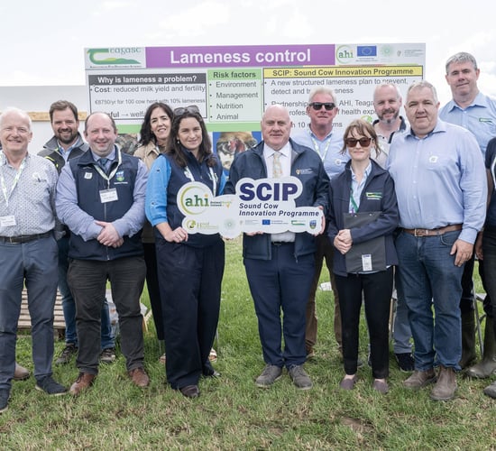 New videos aim to help farmers tackle lameness in cows