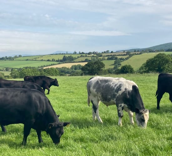 Factory quotes: '€8/kg all-in back on the table for beef'
