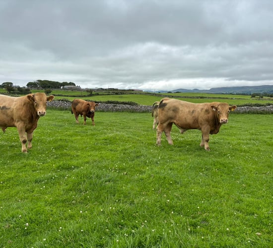 ABP Monitor Farms: Strong growth on Sligo suckler farm