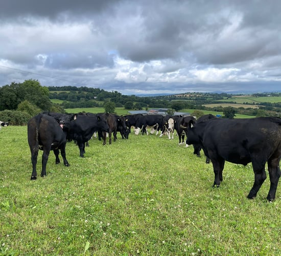 ABP Demo Farm: How are calves and cattle thriving?