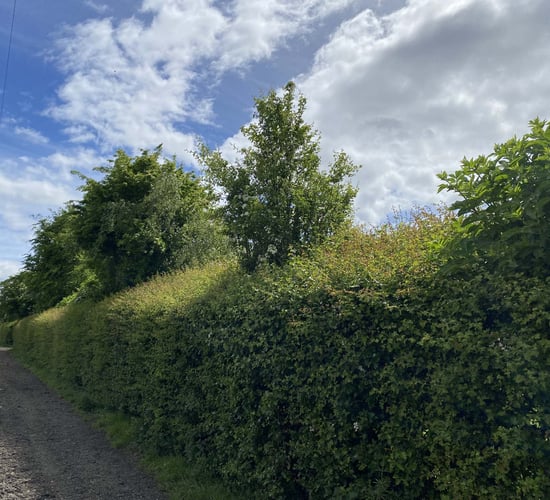 CAFRE reminder not to cut hedges or trees in closed period