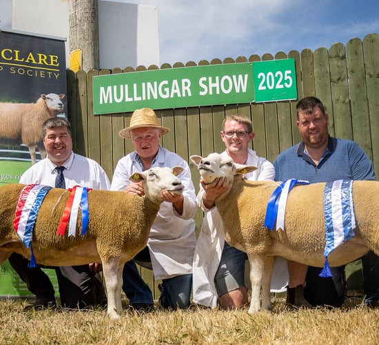 Galway flocks take top titles at Belclare Championship