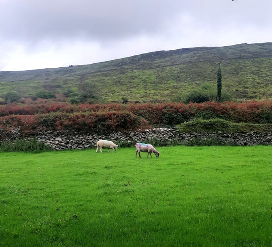 1,222 farmers waiting on 2024 ACRES advance payments - DAFM