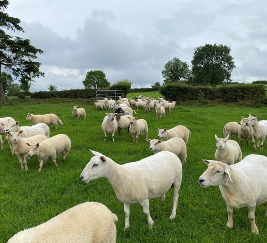Sheep trade: Factory prices hold firm again this week