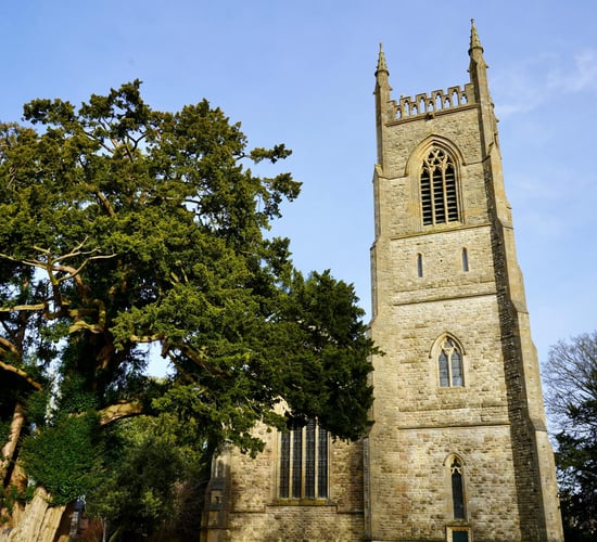 DAFM warns of livestock poisoning from yew trees