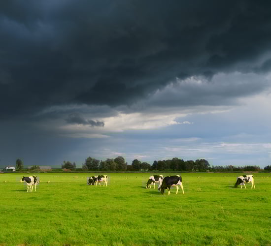 TB: Failed roadmaps, new action plan and farmers in despair - what's next?