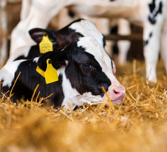 Farmers need 'clarity' from minister on new derogation assessments - Sinn Féin