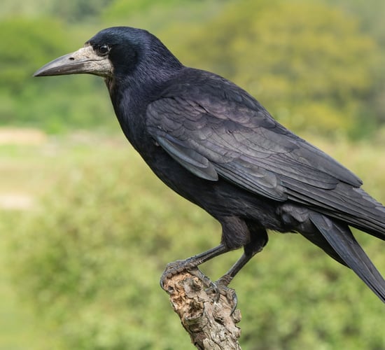 Judge tells court that 'rooks can drive people mad'