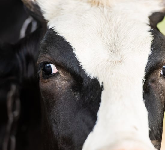 Can cattle with TB lesions still enter the food chain?