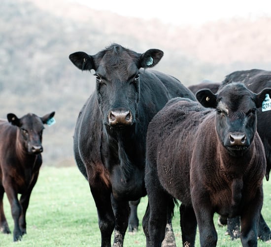 Gorman: CAP remains 'absolutely pivotal' to livestock farming
