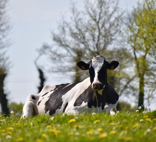 What do dairy farmers and farmworkers think of ‘sustainability’? Have your say