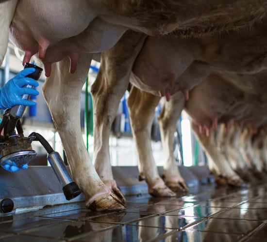 Co-op: 'Confusion' among farmers over VAT refunds for dairy farm projects