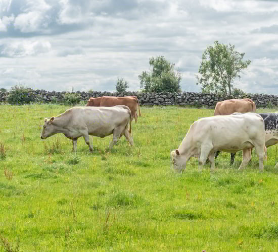 95% of all ACRES participants now fully paid - DAFM