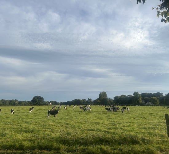 Grass: Rain welcomed by many while others deal with surplus