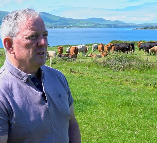How genotyping drives smarter breeding choices for Co. Kerry suckler farmer