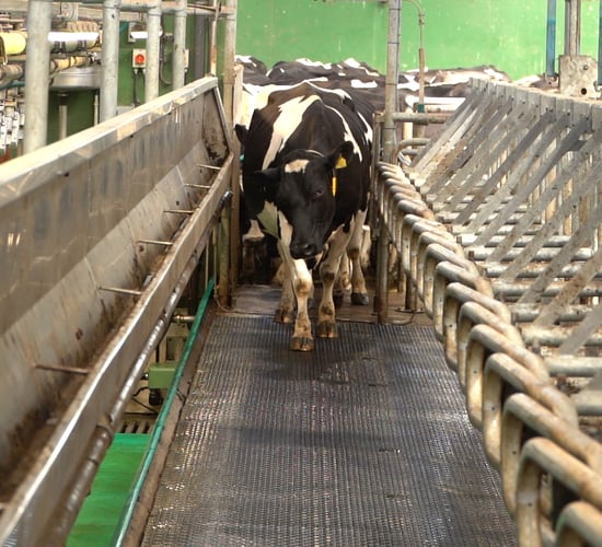 Cow comfort takes priority for conventional milking system