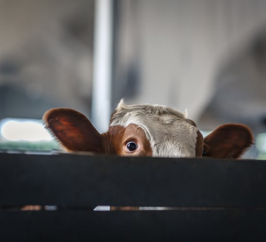 TB in focus: Record high reactors, soaring costs and the impact on farmers