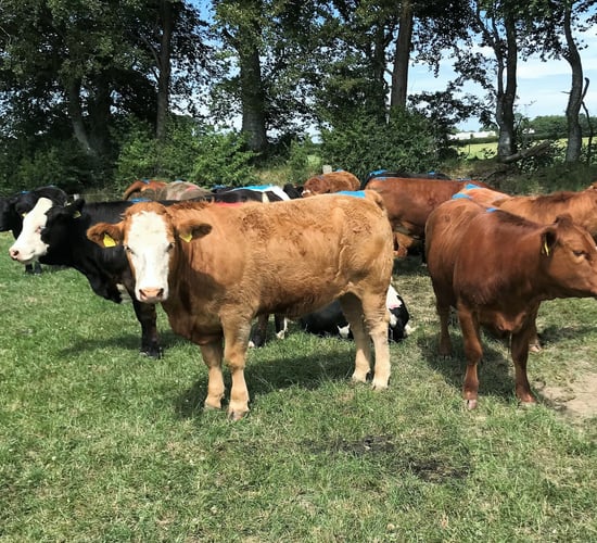 Is there a case for breeding store heifers this year?