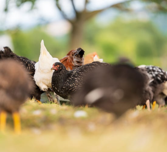 Bird flu case detected in Donegal backyard flock