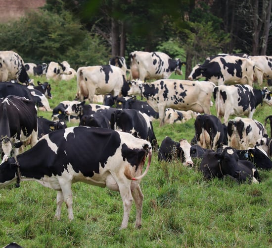 Nitrates derogation to be tied to 'compliance' with Habitats Directive - DAFM