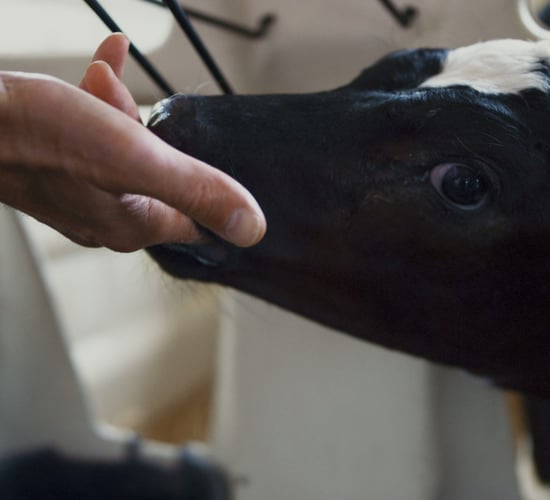Watch: Genetic resistance - why is it important in the fight against TB?