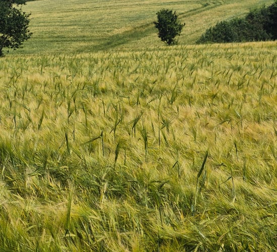 Concern over possible contamination issue in malting barley