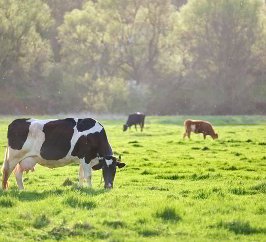 Watch: 'Always a link between profit and pasture utilisation' - Patton