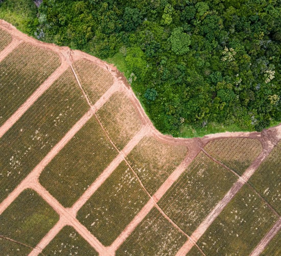 Study: Impact of deforestation for farming worse than thought
