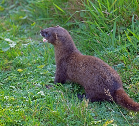 EU adds American mink to list of invasive species