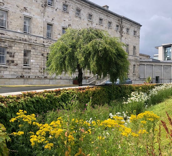 Ragwort growing outside Leinster House is a 'national embarrassment' - senator